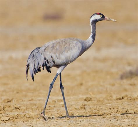 Common crane .